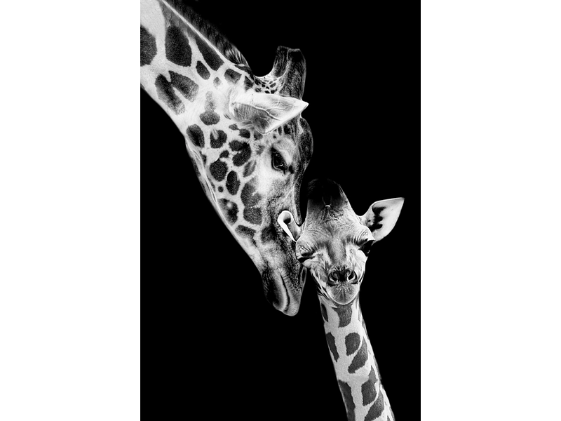 Tableau plexiglas KIRIN 1 pièce plexiglas multicolore