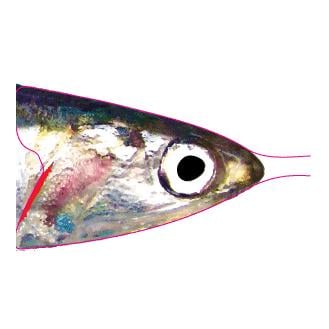 Pro Sportfisher Pro Anchovy foil - Folie