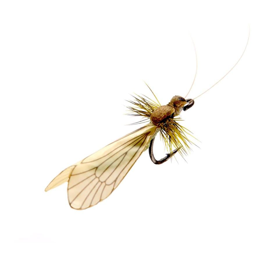 J:son Caddis Adult - Trockenfliege - Cinnamon Brown/Apple Green -