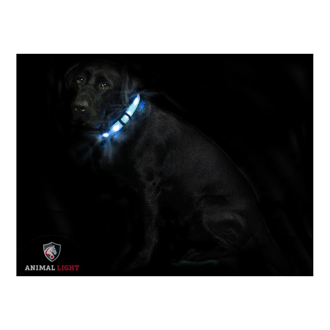 Animal Light Leucht - Hundehalsband 'Cash' - Glacier-deepsea -