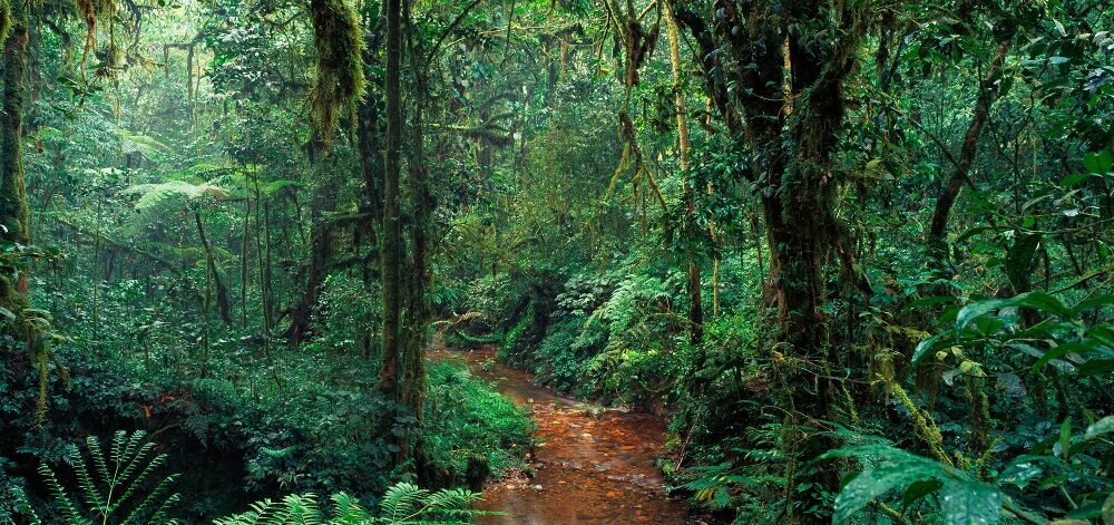 Acrylglasbild „Im Dschungel“ 66 x 140 cm