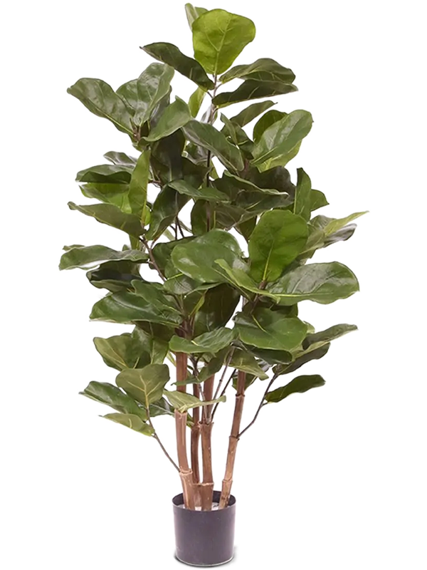 Lebensechte Kunstpflanze „Ficus Lyrata“, ø 50/ Höhe 105 cm