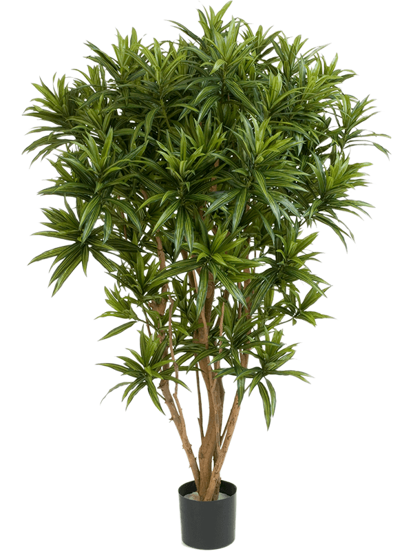 Lebensechte Kunstpflanze „Dracaena Reflexa Jamaica“, ø 80/ Höhe 150 cm