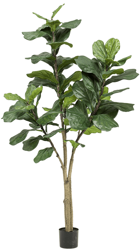 Lebensechte Kunstpflanze „Ficus Lyrata verzweigt“, ø 80/ Höhe 180 cm