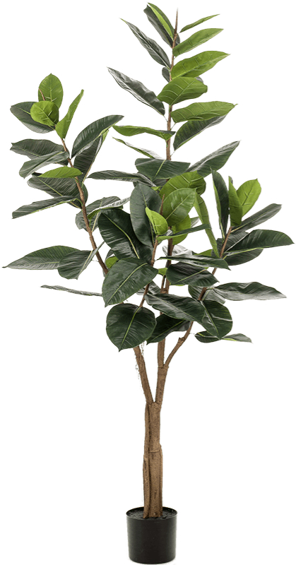 Lebensechte Kunstpflanze „Ficus Elastica“, ø 80/ Höhe 180 cm