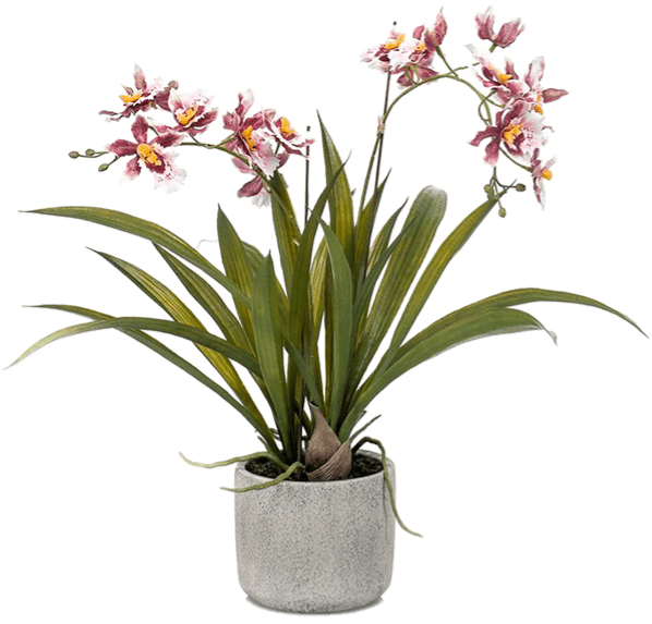 Lebensechte Kunstpflanze „Oncidium Orchidee“, Burgundy, ø 50/ Höhe 45 cm