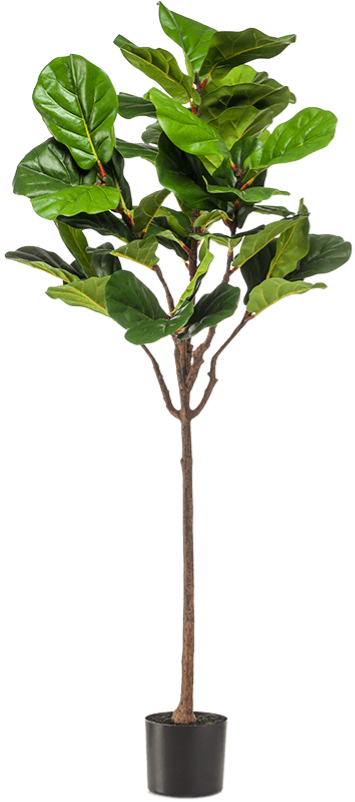 Lebensechte Kunstpflanze „Ficus Lyrata“, ø 65/ Höhe 155 cm