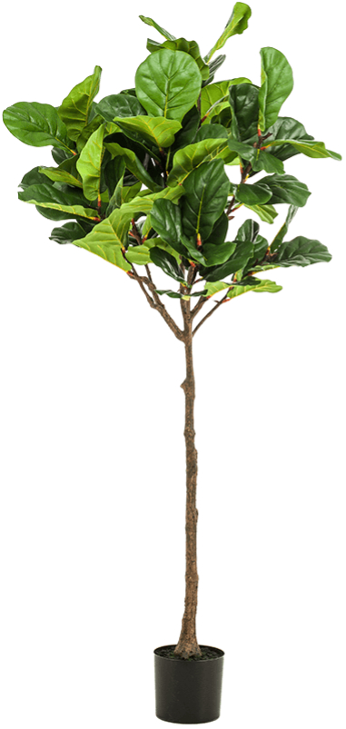 Lebensechte Kunstpflanze „Ficus Lyrata“, ø 70/ Höhe 195 cm