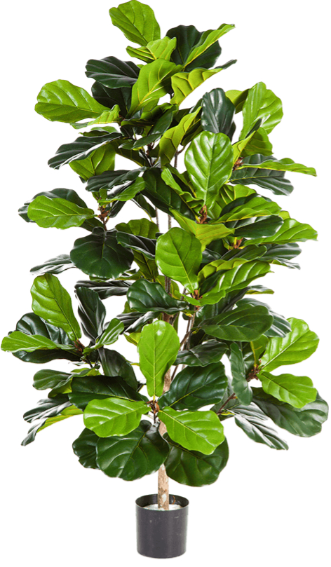 Lebensechte Kunstpflanze „Ficus Lyrata“, ø 65/ Höhe 130 cm