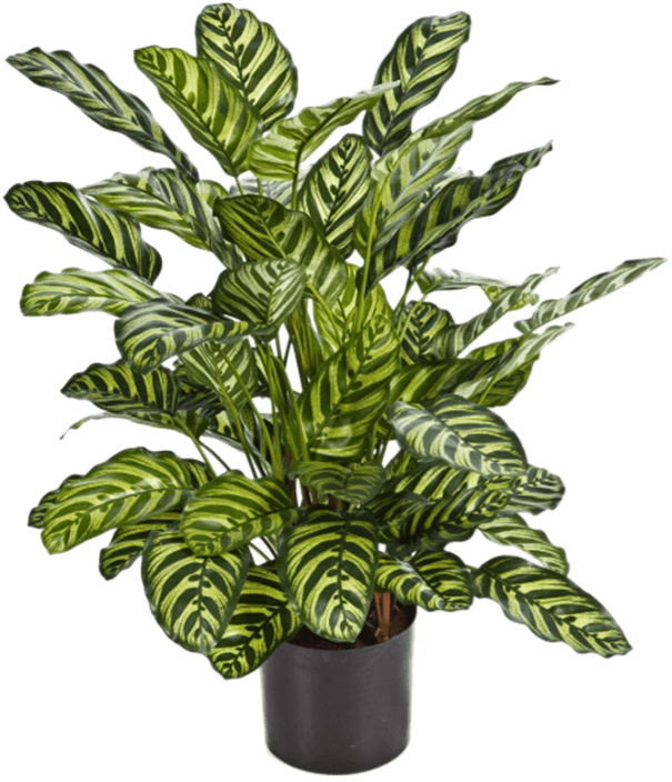 Lebensechte Kunstpflanze „Calathea“ ø 60/ Höhe 78 cm