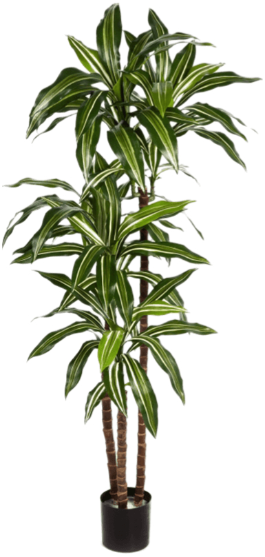 Lebensechte Kunstpflanze „Dracaena Fragrans“, ø 60/ Höhe 150 cm
