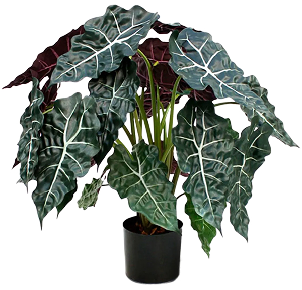 Lebensechte Kunstpflanze „Alocasia Polly“, Höhe 75 cm