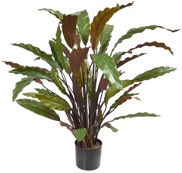 Lebensechte Kunstpflanze „Calathea Rufibarba Blue Grass“, Höhe 60 cm