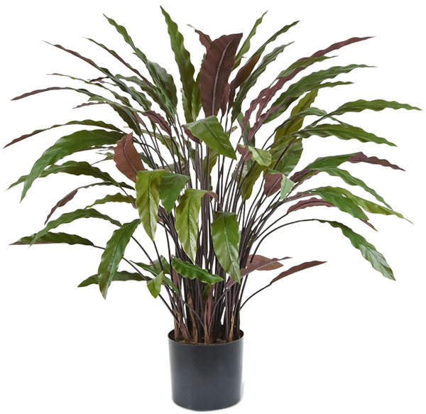 Lebensechte Kunstpflanze „Calathea Rufibarba Blue Grass“, Höhe 85 cm