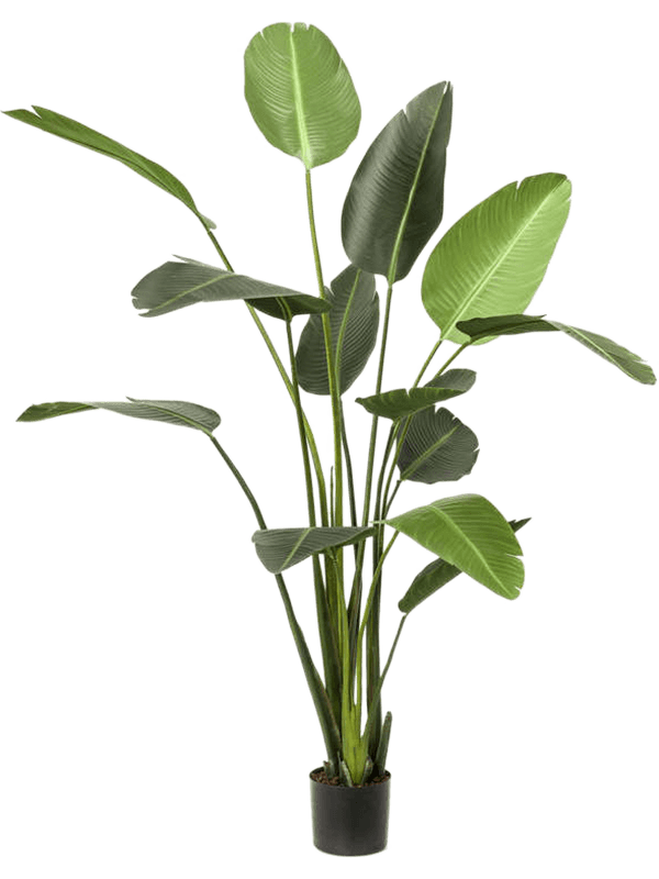 Lebensechte Kunstpflanze „Strelitzia Tuff“ ø 100/ Höhe 190 cm