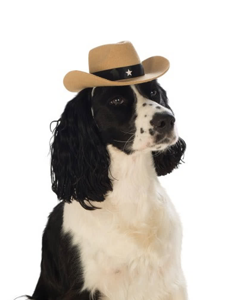 Brauner Cowboyhut für Hunde Tierkostüme günstig kaufen M/L