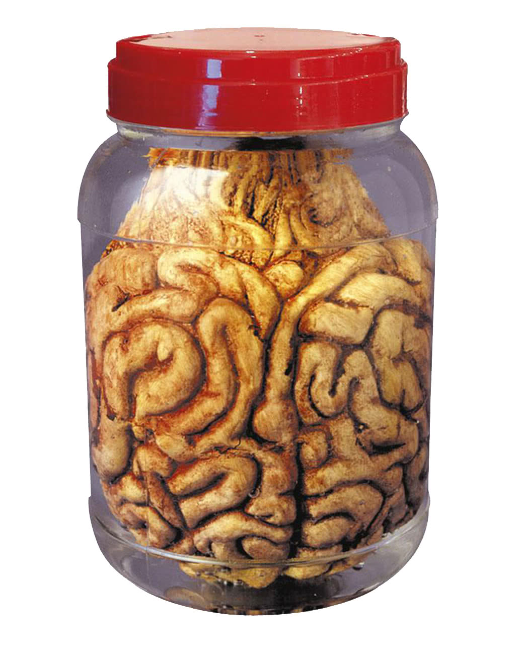 Einmachglas mit Gehirn Halloween Deko