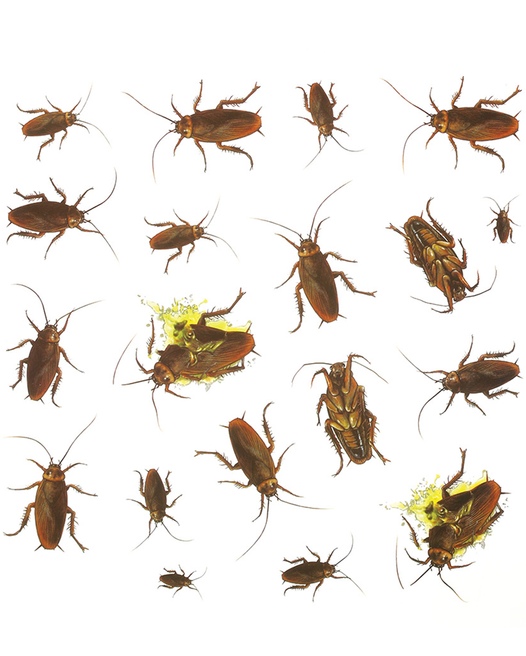 Kakerlaken Aufkleber 20 Stück  Halloween Deko