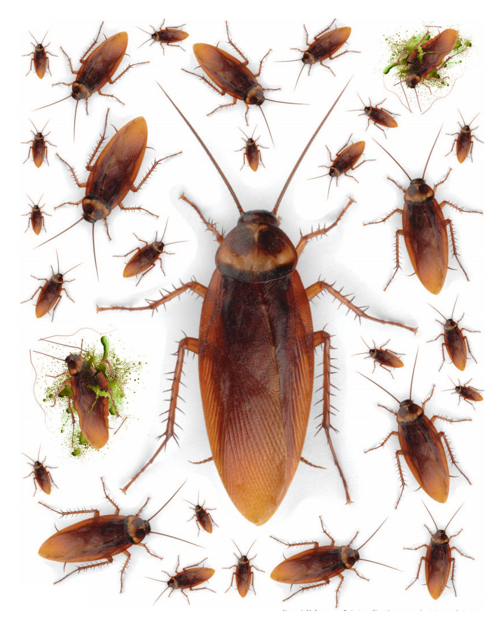 Kakerlaken Wand Aufkleber 29 Stück  Halloween Deko