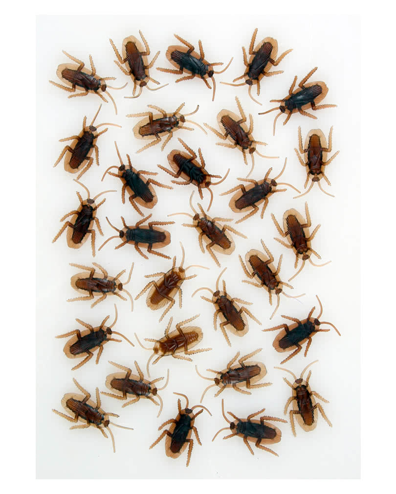Kakerlaken 40 Stück   Küchenschaben aus Kunststoff