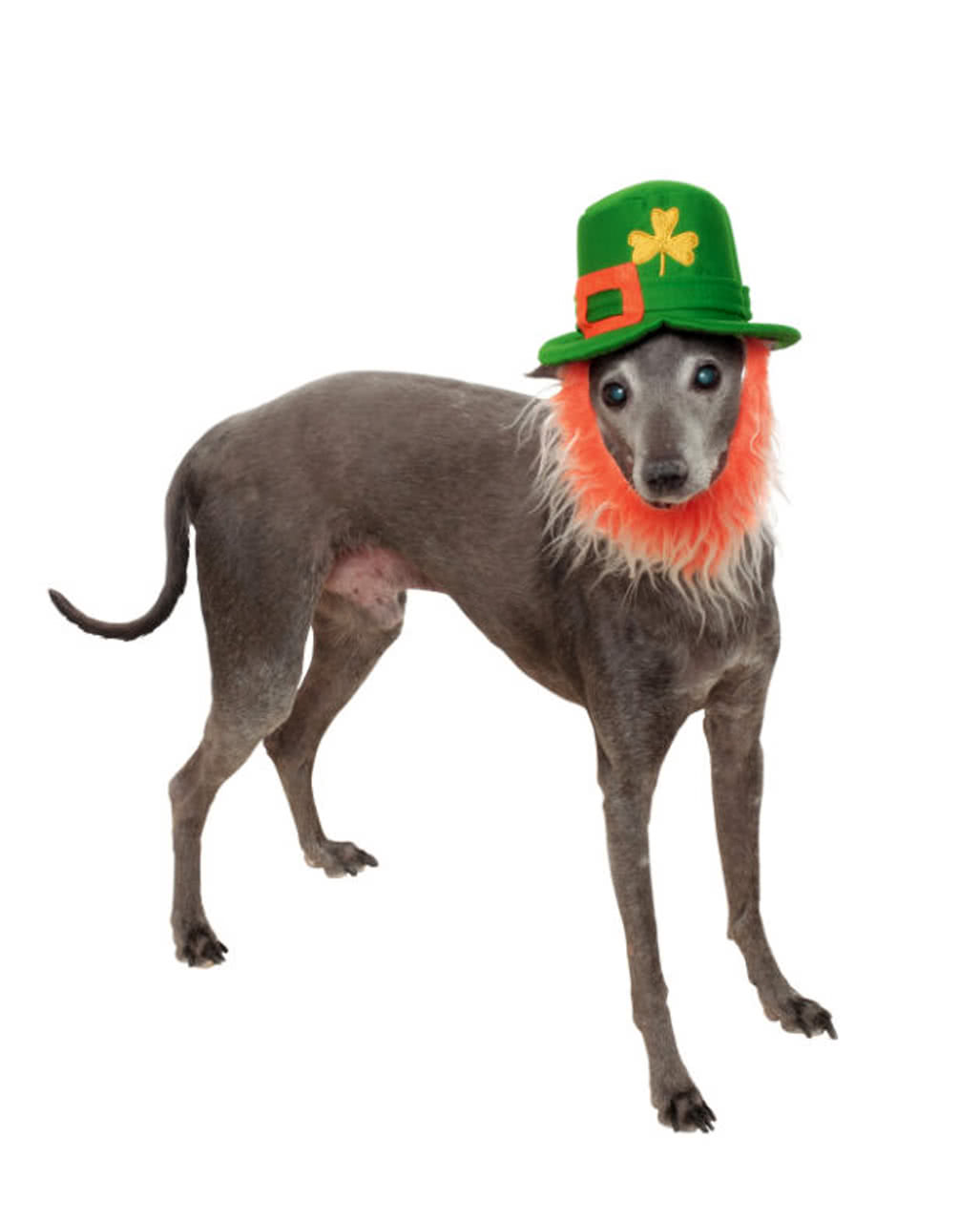 St. Patricks Day Hut mit Bart für Hunde ✤ Leprechaun M/L