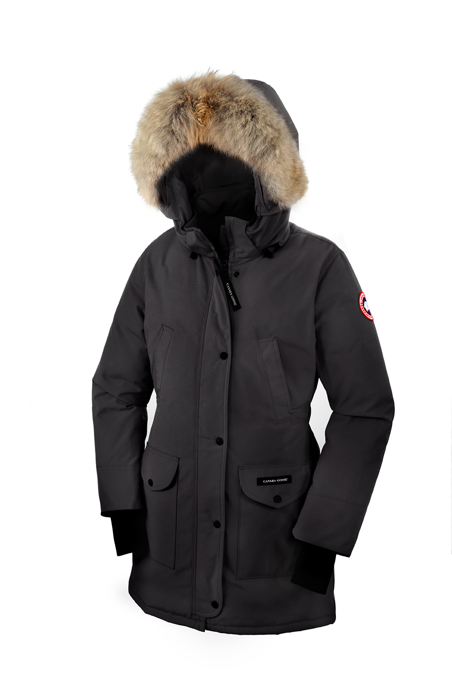 Canada goose