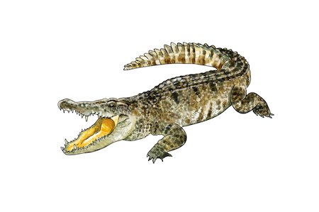 Lacoste auf Rechnung kaufen