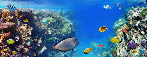 Aquarium Rechnungskauf