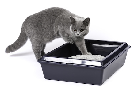 atzenstreu Rechnungskauf