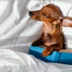 hundebett auf rechnung bestellen